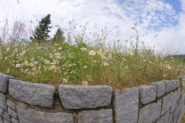 Erba verde e camomille oltre il muro — Foto Stock