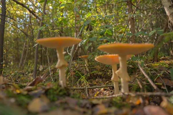 Mouche Champignons agariques dans la forêt, Amanita muscaria — Photo