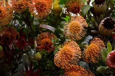 Protea iğnelik çiçek tam Bloom