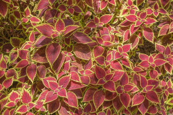 Decoratieve bloemen achtergrond van Coleus planten — Stockfoto