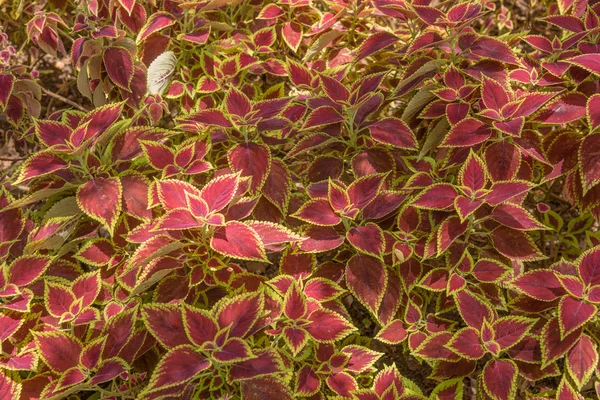 Decoratieve bloemen achtergrond van Coleus planten — Stockfoto