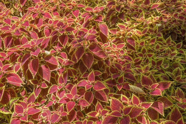 Decoratieve bloemen achtergrond van Coleus planten — Stockfoto