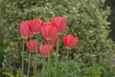 güzel kırmızı lale