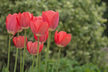 güzel kırmızı lale
