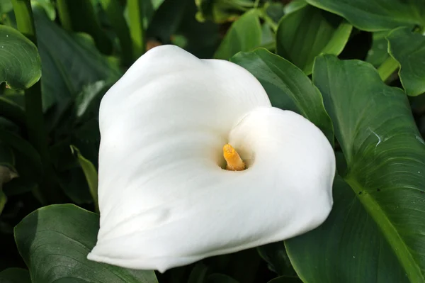 Fechar de um Zantedeschia aethiopica — Fotografia de Stock