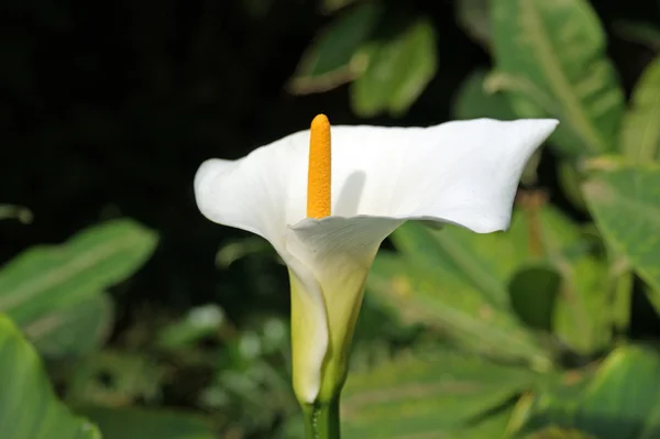 Closeup of a Zantedeschia aethiopica — Stock Photo, Image