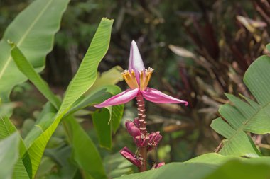 Muz ağacı üzerinde çiçekli