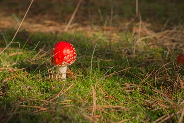 Fly Agaric grzyby, Amanita muscaria — Zdjęcie stockowe