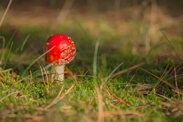 Fly Agaric funghi, Amanita muscaria — Foto Stock