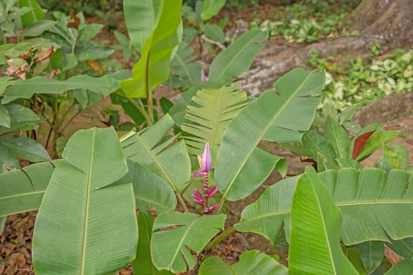 Banan blommade på trädet — Stockfoto