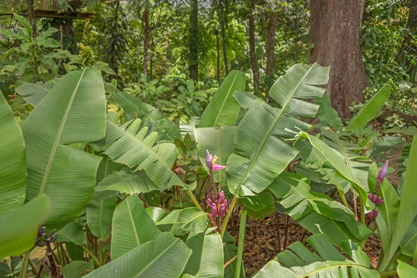 Banaan bloemen aan de boom — Stockfoto