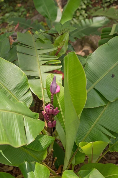 Muz ağacı üzerinde çiçekli