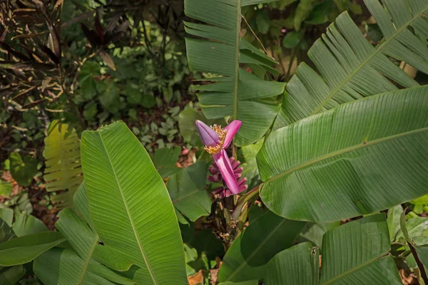 Banana florida na árvore — Fotografia de Stock
