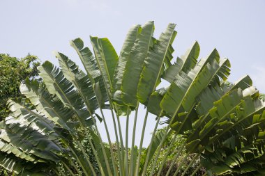 Ağaç gezginler. Ravenala madagascariensis