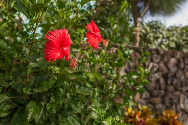 Flor de hibisco vermelho com folhas — Fotografia de Stock