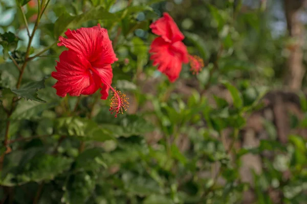 Flor de hibisco vermelho com folhas — Fotografia de Stock