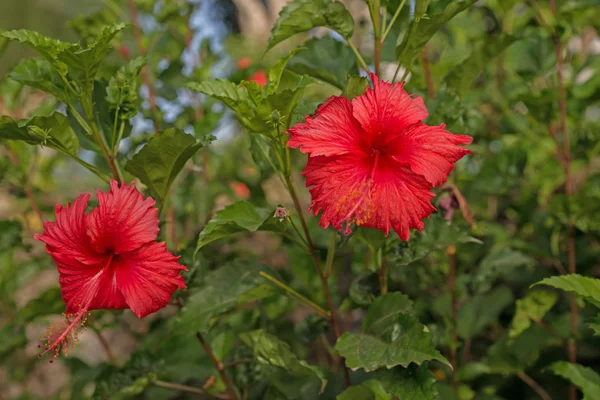 Fiore di ibisco rosso con foglie — Foto Stock