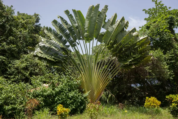 Boom van reizigers. Strelitzia madagascariensis — Stockfoto