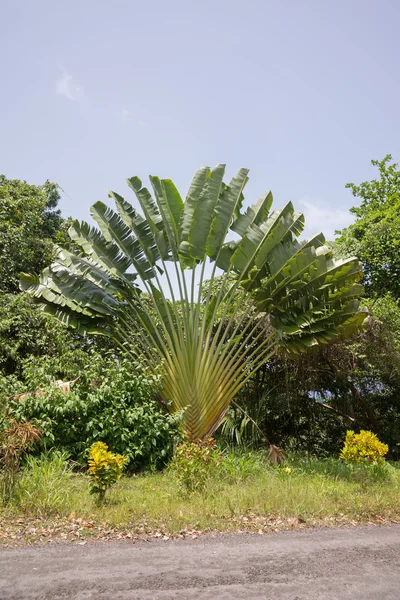 Tree of travellers. Ravenala madagascariensis — Stock Photo, Image