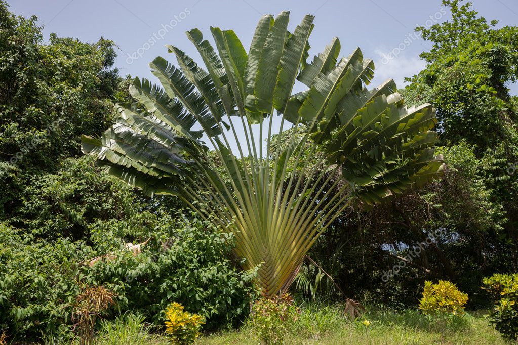 Image Traveller's tree (Ravenala madagascariensis) - 434311 - Images of  Plants and Gardens - botanikfoto