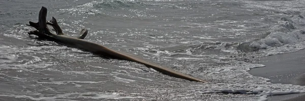 Treibgut aus Holz am karibischen Strand — Stockfoto