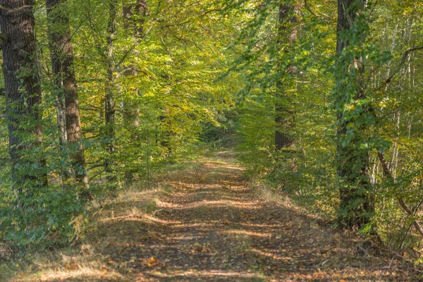 Um caminho na floresta de outono — Fotografia de Stock