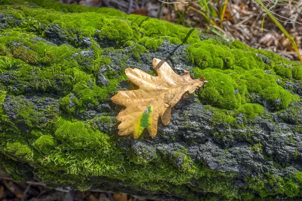 Suché, dubový list ležící na stromě — Stock fotografie