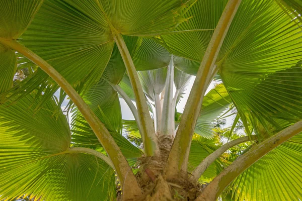 Tropické palmové listy — Stock fotografie