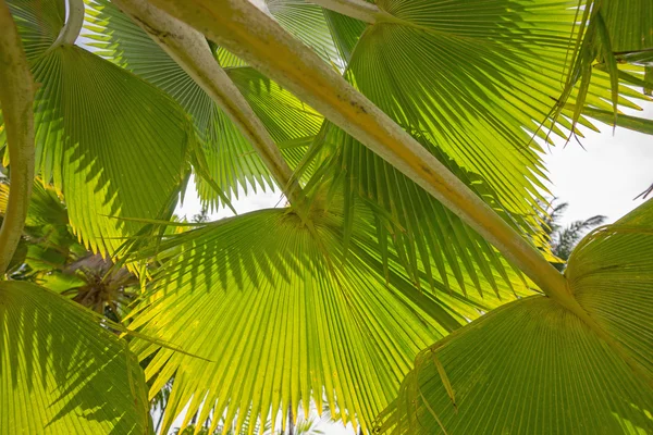 Тропічний пальмовим листям — стокове фото