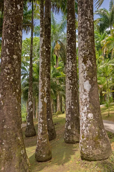 Martinique, trädgård av Balata — Stockfoto