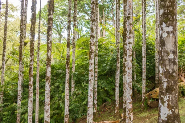 Martinique, trädgård av Balata — Stockfoto