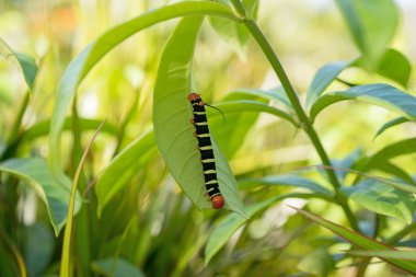 Pseudosphinx tetrio, renkli tırtıl
