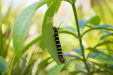 Pseudosphinx tetrio, renkli tırtıl