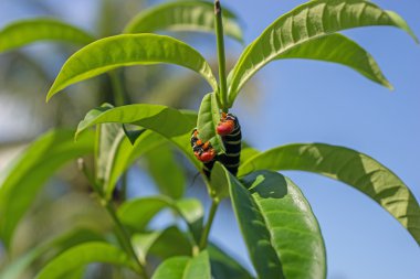 Pseudosphinx tetrio, renkli tırtıl