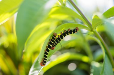 Pseudosphinx tetrio, renkli tırtıl