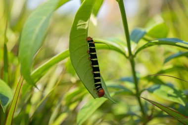 Pseudosphinx tetrio, renkli tırtıl