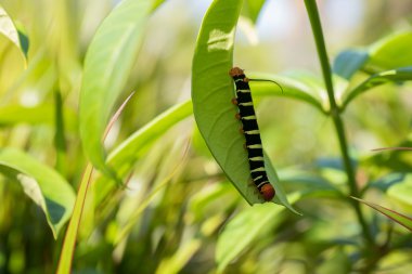 Pseudosphinx tetrio, renkli tırtıl