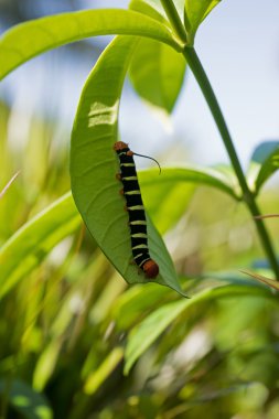 Pseudosphinx tetrio, renkli tırtıl