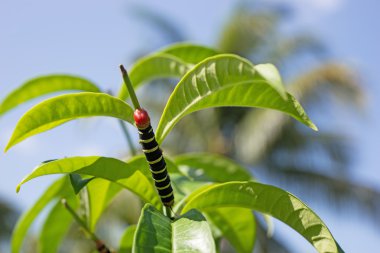 Pseudosphinx tetrio, renkli tırtıl