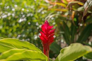 Parkta güzel kırmızı zencefil