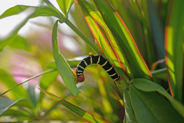 Pseudosphinx tetrio, bunte Raupe — Stockfoto