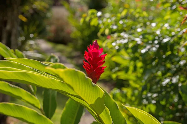 Gengibre vermelho bonito no parque — Fotografia de Stock