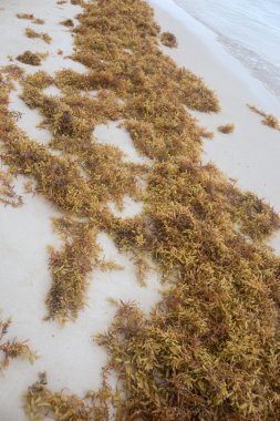 Sahilde kahverengi yosun