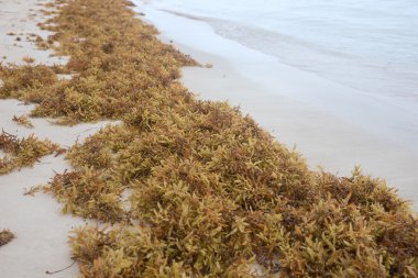 Sahilde kahverengi yosun