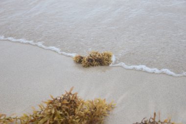 Sahilde kahverengi yosun