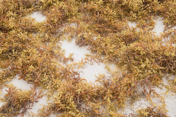 Brown seaweed on the beach