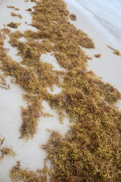 Sahilde kahverengi yosun