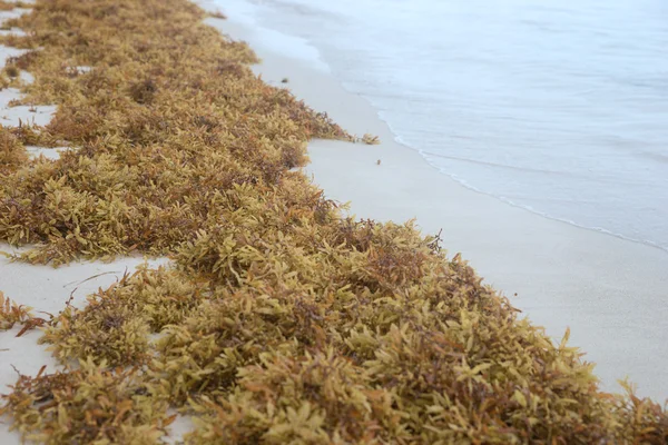 Sahilde kahverengi yosun