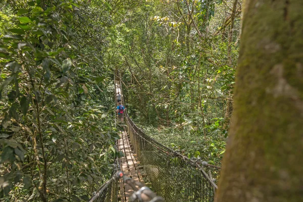 Puente colgante en el bosque — Foto de Stock