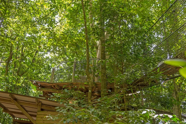 Schorsbrug in het bos — Stockfoto